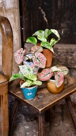 Baby Scindapsus Epipremnum Marble Queen -Happy House Plants Sale Store 98bb8d 1856d546c4ac4b8fa16e3b25caecff75 mv2