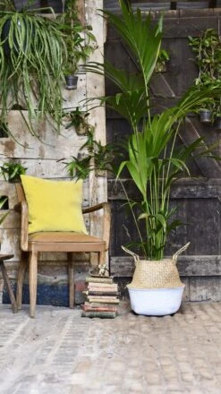 Kentia Palm (Howea Forsterian) 9 Kentia Palm (Howea Forsterian) -Happy House Plants Sale Store 98bb8d 18a4940dc07e4d268370864d3ad6cec0 mv2