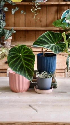 Philodendron Verrucosum -Happy House Plants Sale Store 98bb8d 18b91a3342014a0fad7970235e219d89 mv2