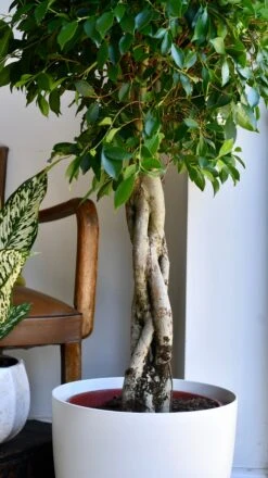 Indian Laurel - Ficus Nitida 9 Indian Laurel - Ficus Nitida -Happy House Plants Sale Store 98bb8d 1a0fcf52407c4439938d911ba54bd3d2 mv2
