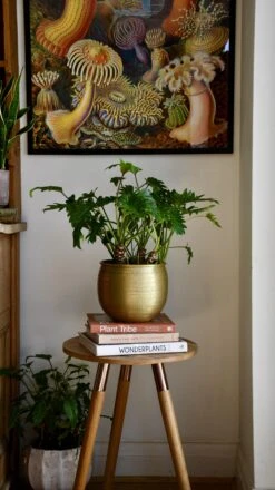 Philodendron Xanadu 'Bonsai' -Happy House Plants Sale Store 98bb8d 1a6e1968168b4bc4ae79bbe5163c450a mv2