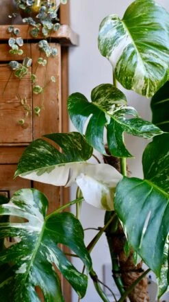 Variegated Monstera Deliciosa - Large -Happy House Plants Sale Store 98bb8d 1aaf4dd0380648d1aa007d0d9cb001bf mv2