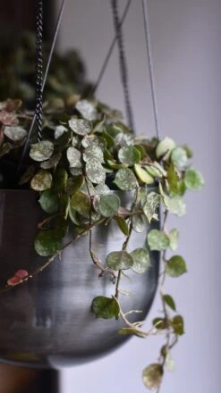 Hoya Curtisii, Wax Flower, Porcelain Flower -Happy House Plants Sale Store 98bb8d 1b0a692c3ca64ec69774d79da694495d mv2