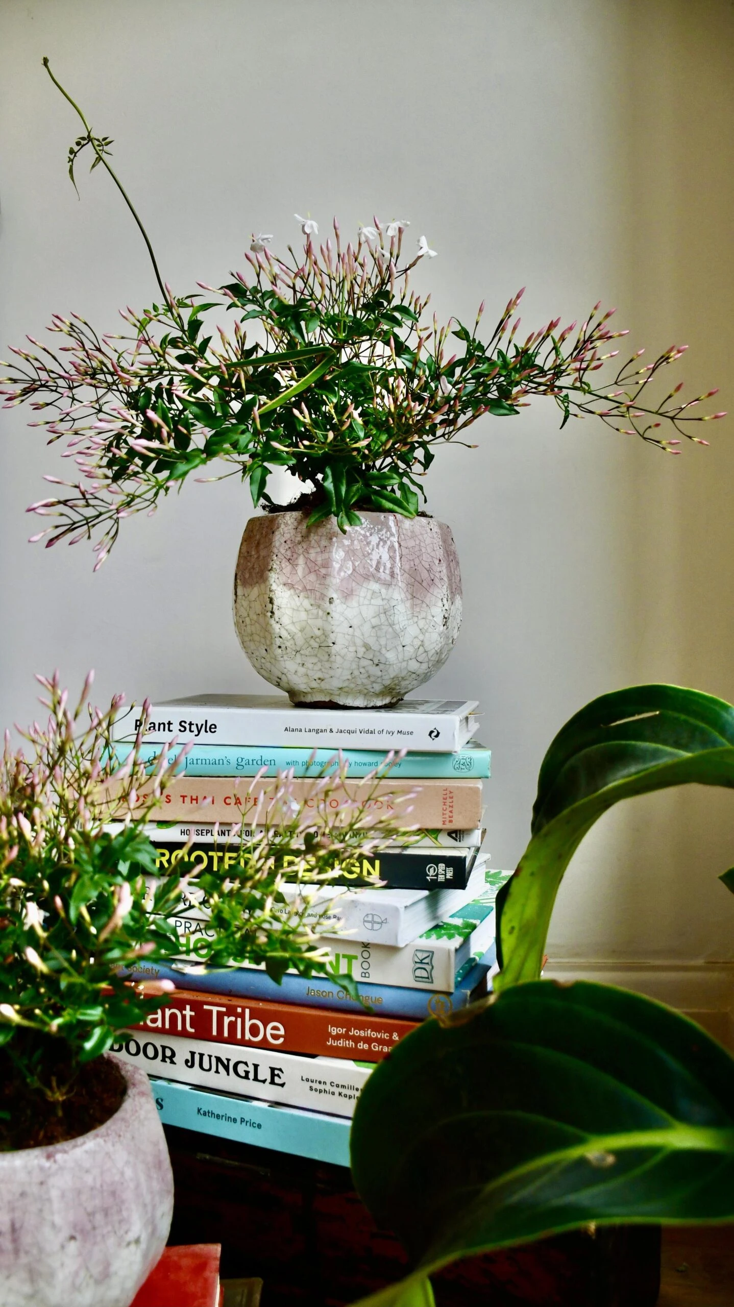 White Jasmine (Jasminum Polyanthium) 2 White Jasmine (Jasminum Polyanthium) - Image 2