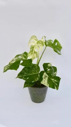 Variegated Monstera - Lots Of White Variegation 12cm X 40cm 11 Variegated Monstera - Lots Of White Variegation 12cm X 40cm -Happy House Plants Sale Store 98bb8d 1b526c38d7ad4475b31e49fad25db247 mv2
