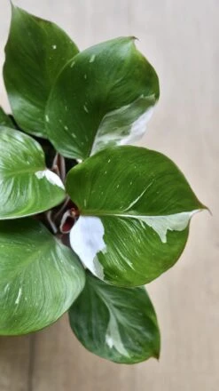 Philodendron White Knight -Happy House Plants Sale Store 98bb8d 1b55c2b52c8d4a299fec46c8ee1a29b9 mv2