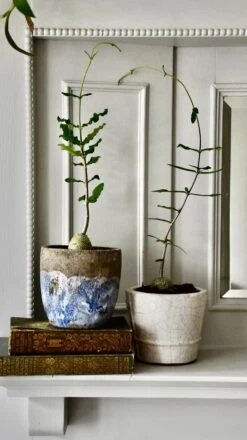 Baby Fockea Edulis -Happy House Plants Sale Store 98bb8d 1b7a3f32d5c64085af790bf0c36a0ac2 mv2