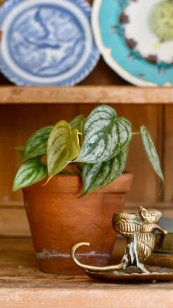 Philodendron Brandtianum -Happy House Plants Sale Store 98bb8d 1b8ba27f86b347cab38b6e7fd9bee445 mv2