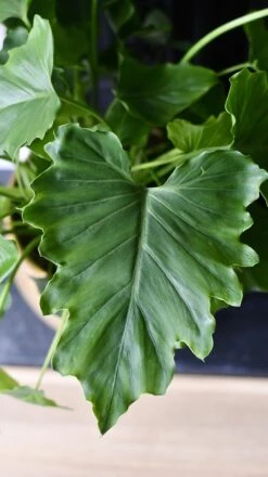 Philodendron Bipinnatifidum - Philodendron Hope -Happy House Plants Sale Store 98bb8d 1c691aced05b479cb01c6f3e68a3a058 mv2