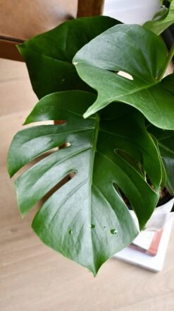Monstera Deliciosa (Swiss Cheese Plant) -Happy House Plants Sale Store 98bb8d 1c75e823cf7046879ead04668c7cb210 mv2