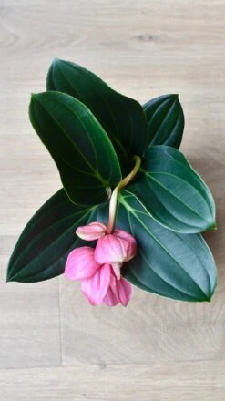 Philippine Orchid: Medinilla Magnifica - Exquisite Rose Grape Plant With Showy Pink Lanterns - Malaysian Orchid Variety -Happy House Plants Sale Store 98bb8d 1ca6a8845999432d9d845a3c03001dc9 mv2