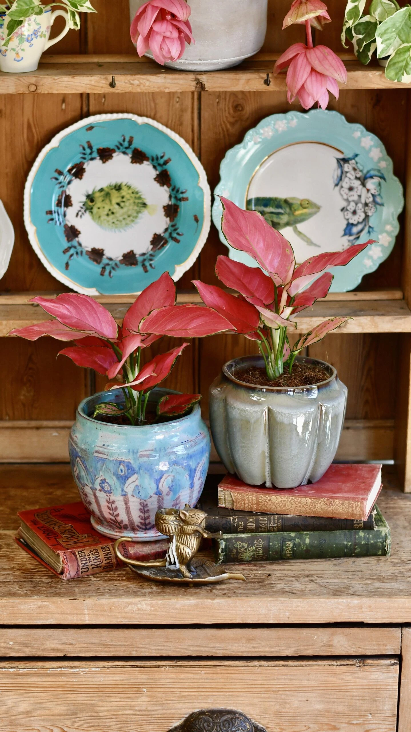 Aglaonema Pink Star 6 Aglaonema Pink Star - Image 6