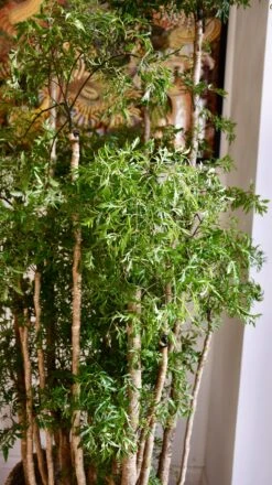 Polyscias Ming Or Aralia Ming -Happy House Plants Sale Store 98bb8d 1dfbe8a98ea341f7a6dc07bc004b984c mv2