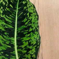 Dieffenbachia Reflector (Dumb Cane) -Happy House Plants Sale Store 98bb8d 1e0048efe241481db9ab55f1c9d4e2e1 mv2 d 3024 3024 s 4 2