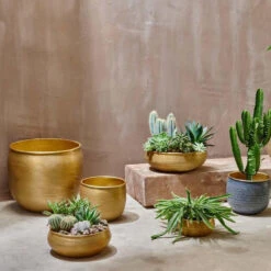 Tembesi Etched Planter 18cm Brass -Happy House Plants Sale Store 98bb8d 1e0ec9d4021e495884f791607c6e7d68 mv2