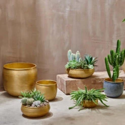 Tembesi Etched Planter Medium Brass -Happy House Plants Sale Store 98bb8d 1e0ec9d4021e495884f791607c6e7d68 mv2 9eca1d0a ac89 4f06 afd6 66a7adbc840c