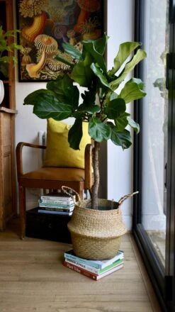 Ficus Lyrata Tree (Fiddle Fig Tree) -Happy House Plants Sale Store 98bb8d 1f5f0fe6f534419086f30947d5a373d0 mv2