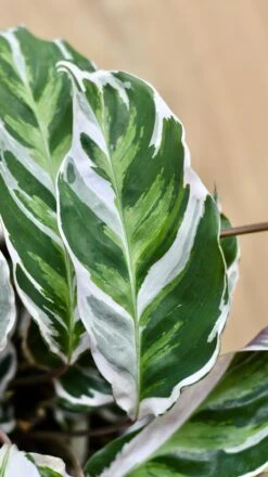 Calathea White Fusion -Happy House Plants Sale Store 98bb8d 1fcf4f0fb68e4741b0c38515650114f7 mv2