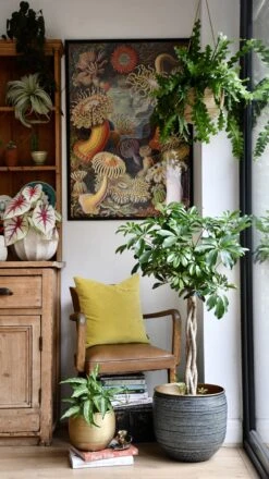 The Umbrella Tree Or Schefflera Plant -Happy House Plants Sale Store 98bb8d 209677162ab1454aabd9c382f2a49095 mv2