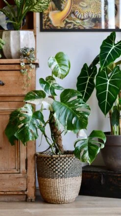 Variegated Monstera Deliciosa - Large -Happy House Plants Sale Store 98bb8d 20dcf2e61cfe4828994f4b8ab619d688 mv2