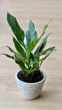 Variegated Spathiphyllum Diamond -Happy House Plants Sale Store 98bb8d 21bb739b8e2144628032d3f0e5ea7eba mv2