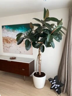 Ficus Burgundy Tree - Rubber Fig