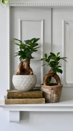 Ficus Retusa (Ginseng Bonsai Tree) -Happy House Plants Sale Store 98bb8d 22f0a9ba541c457a8d45b0b94806cb44 mv2