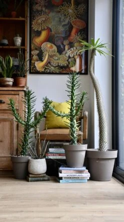 Opuntia Subulata *very Rare* -Happy House Plants Sale Store 98bb8d 23cb167886d946cd989a1d81b5d63bdf mv2