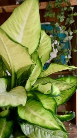Dieffenbachia Summer (Dumb Cane Or Leopard Lily) -Happy House Plants Sale Store 98bb8d 246836d93ad84ec8b557248e9ec2bd0f mv2 37600a8e ea40 4384 b3ab 2215e3b10d83