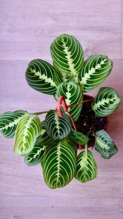 Large Maranta Leuconeura -Happy House Plants Sale Store 98bb8d 24d7b15ec76449e1b52527073521a473 mv2