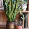 Sansevieria Laurentii, Variegated Snake Plant Or Mother-in-Law's Tongue