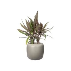 PURE BEADS POT 27cm -Happy House Plants Sale Store 98bb8d 25536696f4b340009c15040114d2bc54 mv2