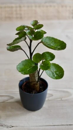 Baby Polyscias Fabian - Aralia Fabian -Happy House Plants Sale Store 98bb8d 258a27b096cf4b6c86ee50098ff36923 mv2