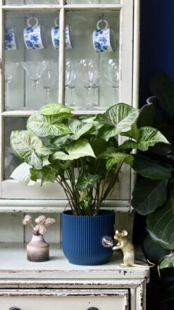 Syngonium White Butterfly And Vibes Pot 16 Syngonium White Butterfly And Vibes Pot -Happy House Plants Sale Store 98bb8d 25d41f2e1ff443d3af09c31884223b47 mv2
