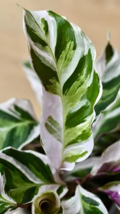 Calathea White Fusion -Happy House Plants Sale Store 98bb8d 2611b3e8927e4719ba2bfa4d257a654b mv2