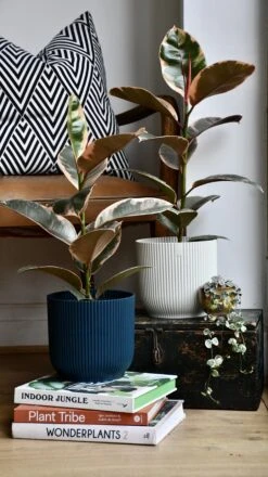 Ficus Elastica 'Belize' - Variegated Rubber Plant -Happy House Plants Sale Store 98bb8d 26d72eb2a6a341d3b2dbc4699622041c mv2