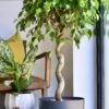 Ficus Exotica Spiral (Weeping Fig, Ficus Benjamina)
