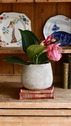 Philippine Orchid: Medinilla Magnifica - Exquisite Rose Grape Plant With Showy Pink Lanterns - Malaysian Orchid Variety -Happy House Plants Sale Store 98bb8d 289de76109044727ba59bf6204101759 mv2