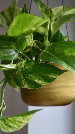 Scindapsus Marble Queen | Pothos | 30cm Hanging Pot Plant -Happy House Plants Sale Store 98bb8d 28ce332e1dc44ec5bfecb2def04e3afc mv2