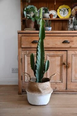 Euphorbia Ingens (Cowboy Cactus) -Happy House Plants Sale Store 98bb8d 290715cf8c1847eda138159bd64db37d mv2 d 3712 5568 s 4 2