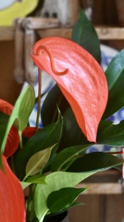 Anthurium Scherzeria 'Christine' -Happy House Plants Sale Store 98bb8d 2a1e8ed248c84963936f22cd318667a0 mv2