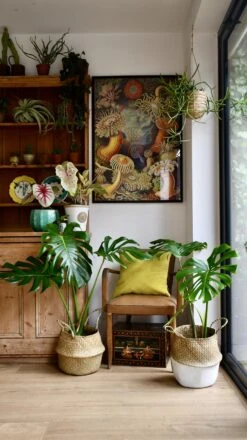 Medium Monstera Deliciosa (Elegant Stem Form) -Happy House Plants Sale Store 98bb8d 2a500b48f5f34601884dcf7f4f2b0f6f mv2