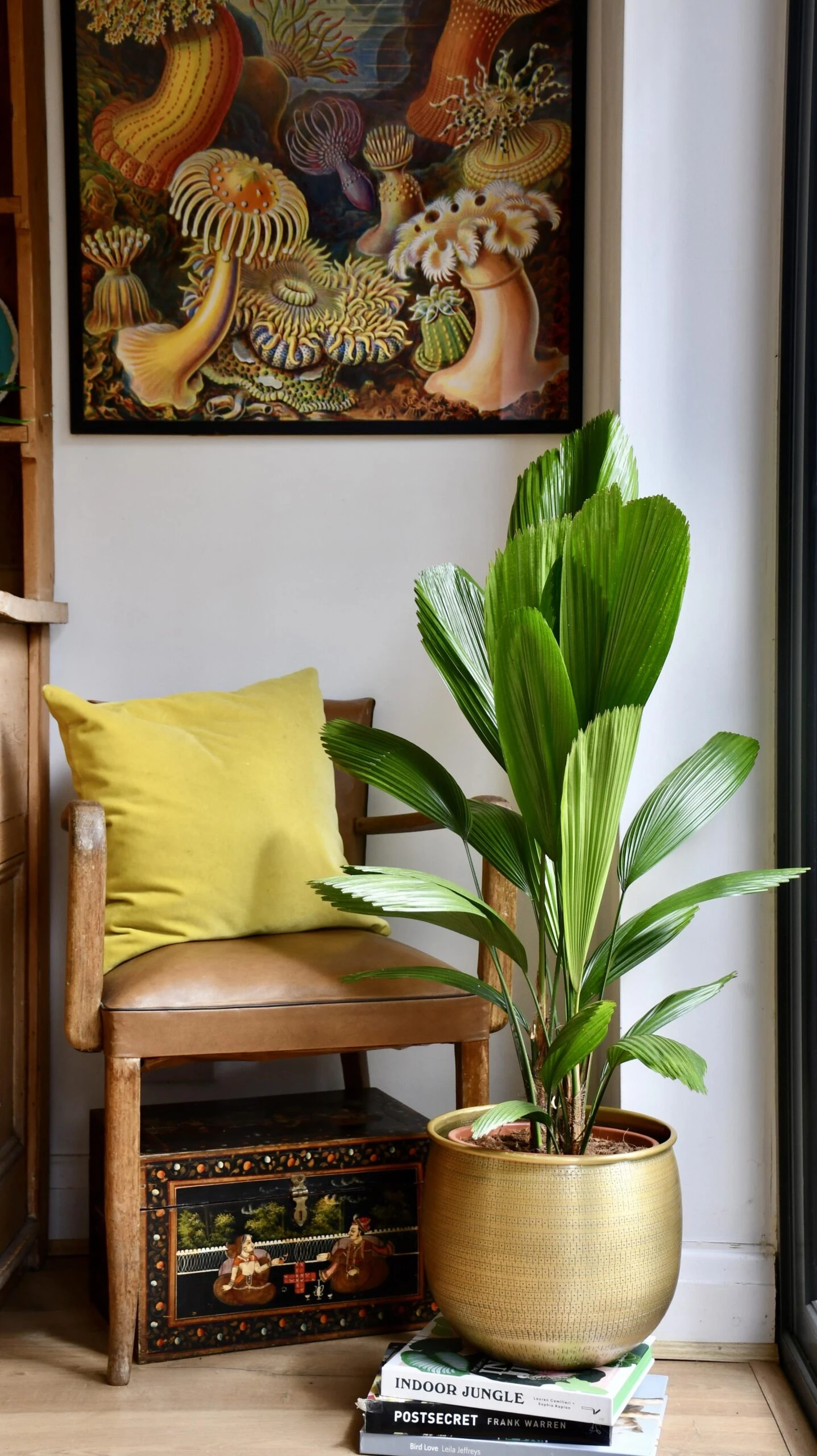 Licuala Grandis Palm 2 Licuala Grandis Palm - Image 2