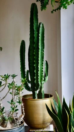 Tall Euphorbia Cactus -Happy House Plants Sale Store 98bb8d 2a7cb6e0b4af4930a1fe81972cf3edb7 mv2