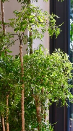 Polyscias Ming Or Aralia Ming -Happy House Plants Sale Store 98bb8d 2b176ab5c43d45eb8e2bcf2e32fb16b1 mv2