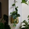 Scindapsus Pictus Argyraeus - Satin Pothos
