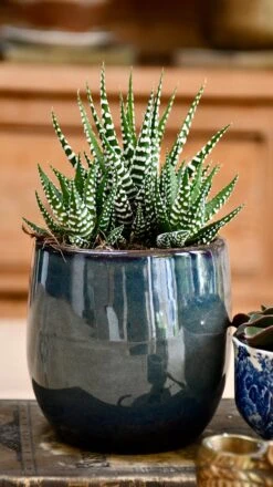 Haworthia Fasciata Big Band -Happy House Plants Sale Store 98bb8d 2bed53dcf65a44bdba9ffd86bfd39571 mv2