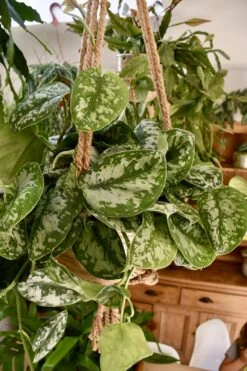 Scindapsus Pictus Trebie 16cm X 30cm -Happy House Plants Sale Store 98bb8d 2c075023048f47a0ad0ce1dba256edd6 mv2