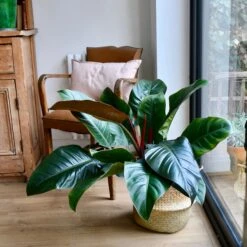 Philodendron Imperial Red -Happy House Plants Sale Store 98bb8d 2c17e1b0963348eda6dfa003a74093bb mv2