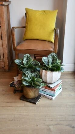 Streptocarpus Pretty Turtle -Happy House Plants Sale Store 98bb8d 2c4bdaa7f9a4473cb174a43cdfa5b18c mv2